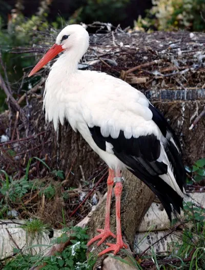 Storch