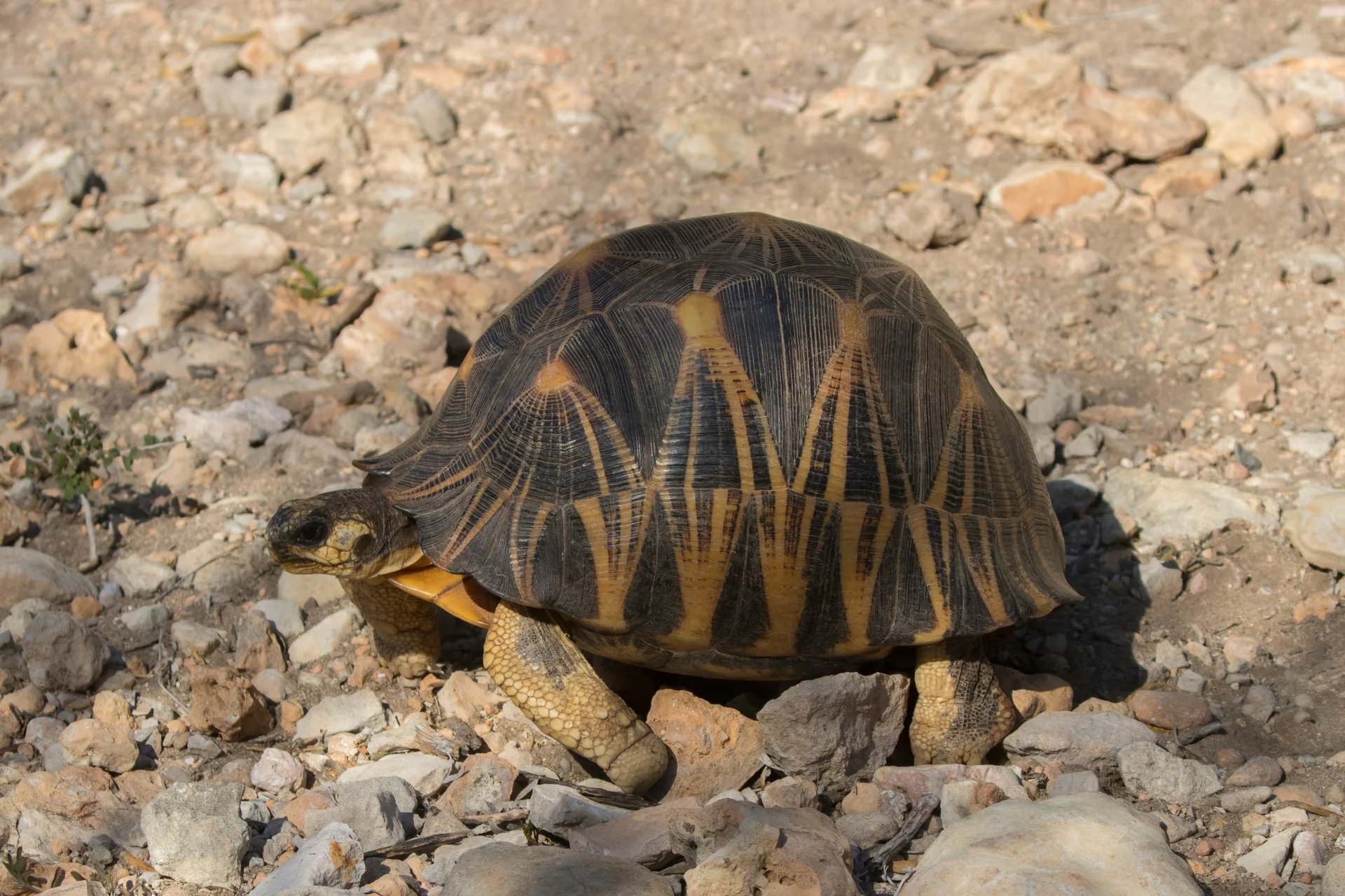 Strahlenschildkröte