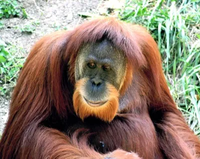 Sumatra-Orang-Utan