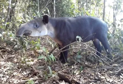 Tapir
