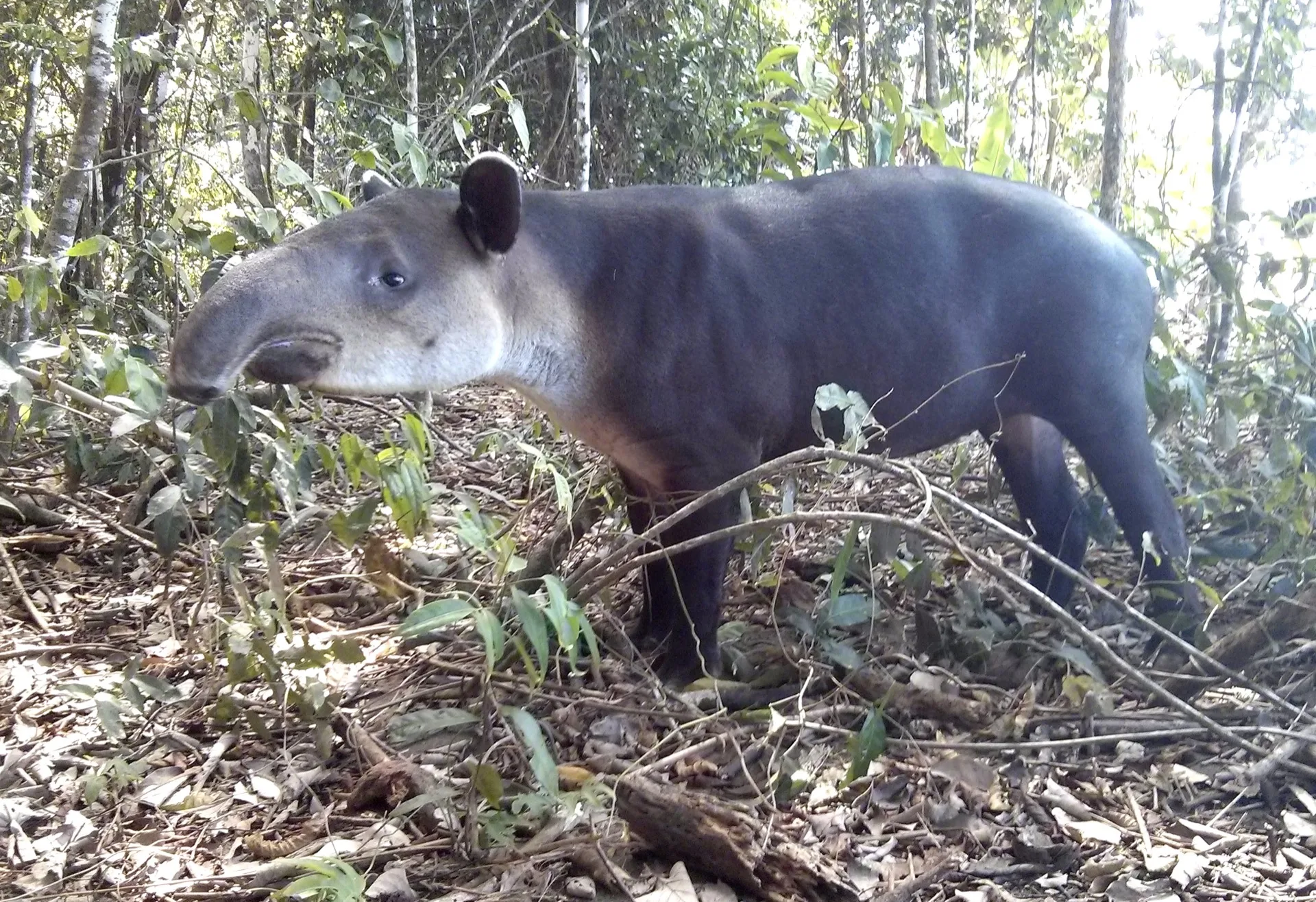 Tapir