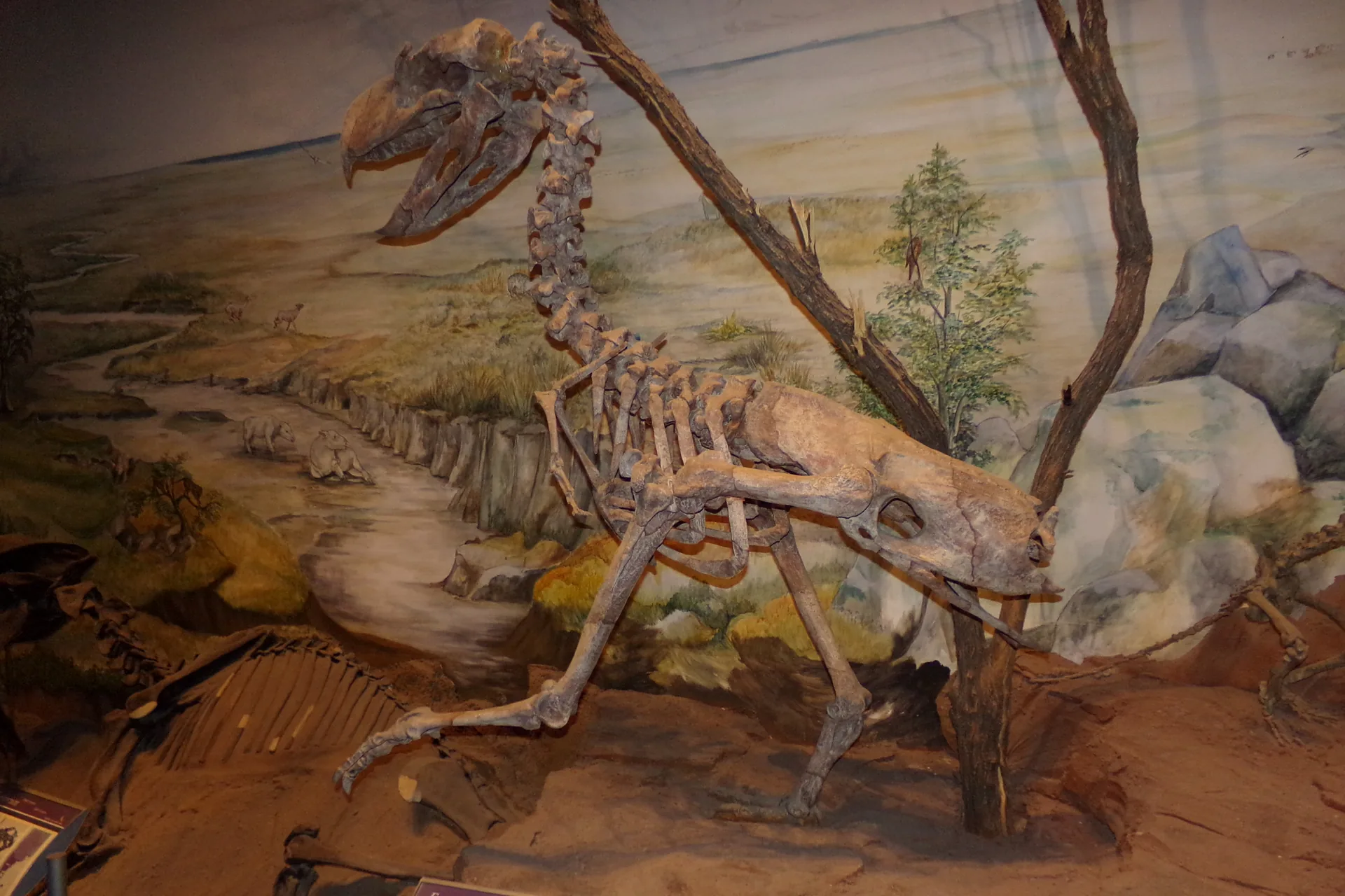 Montiertes Skelett eines Terrorvogels mit großem Hakenschnabel vor einer gemalten Landschaft im Museum