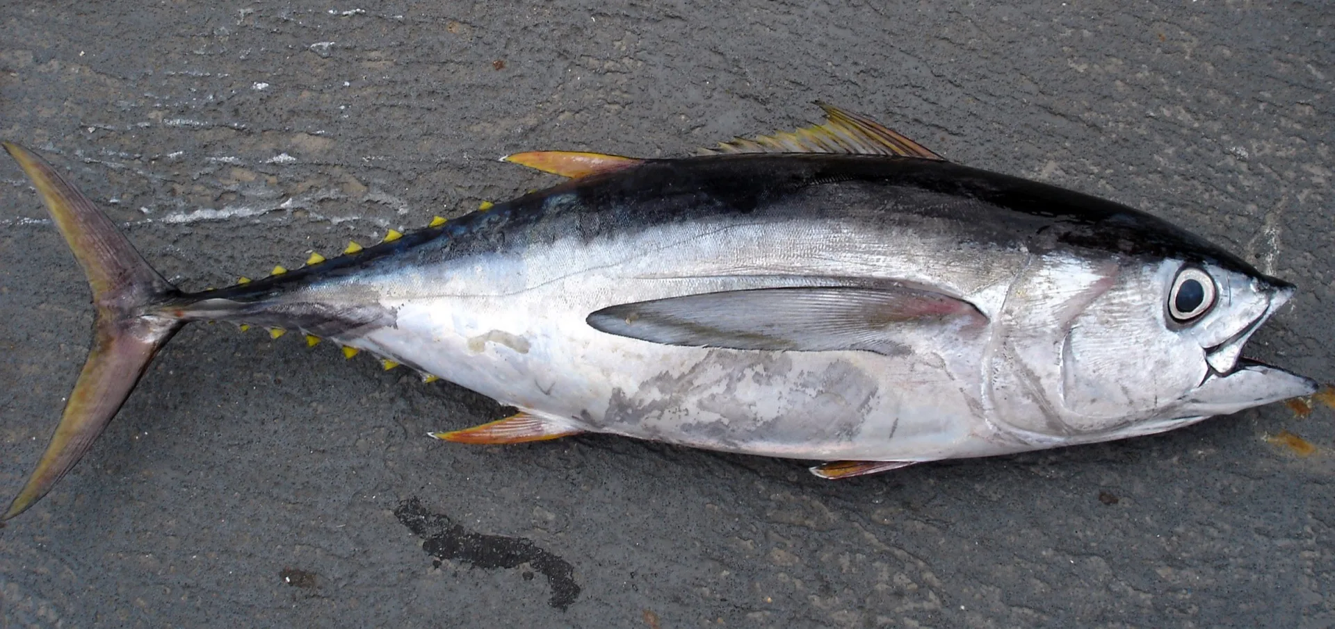 Thunfisch