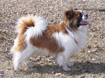 Tibet Spaniel