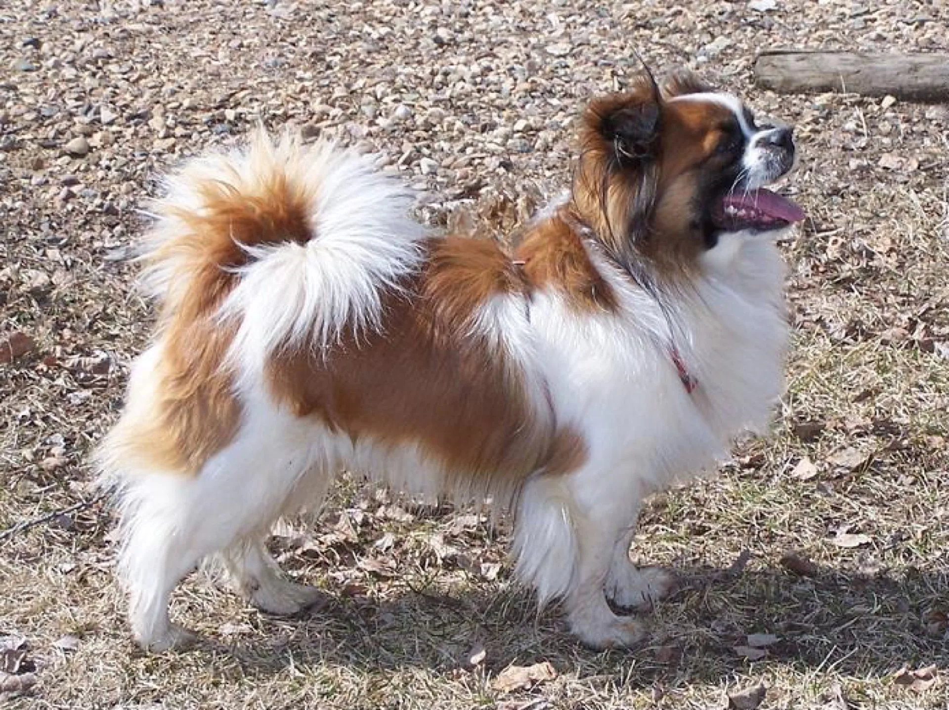 Tibet Spaniel