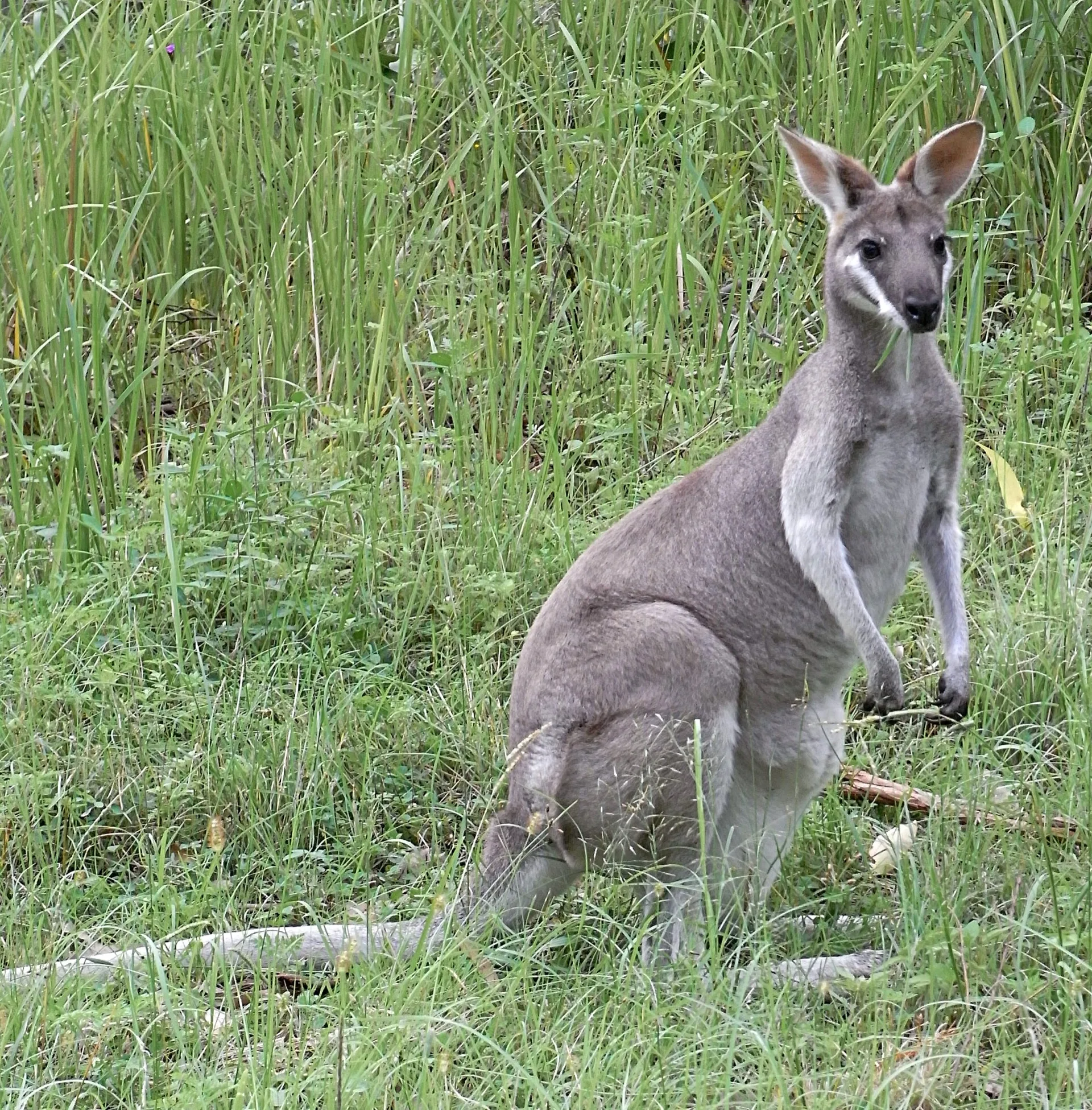 Wallaby