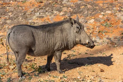 Warzenschwein