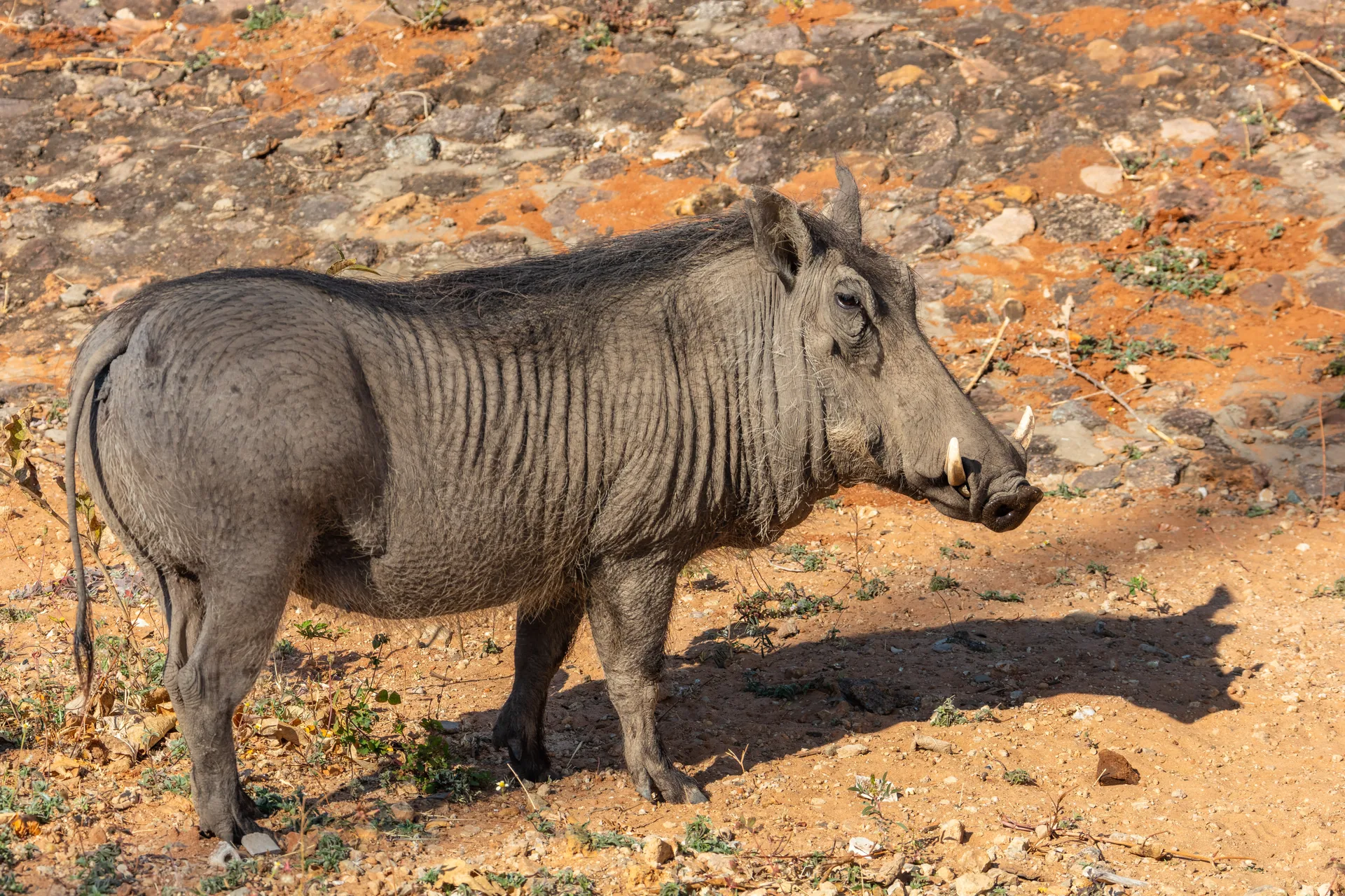 Warzenschwein mit grauer, faltiger Haut, Gesichtswarzen und kurzen Hauern steht im Profil auf rötlichem Boden im Zambezi-Nationalpark
