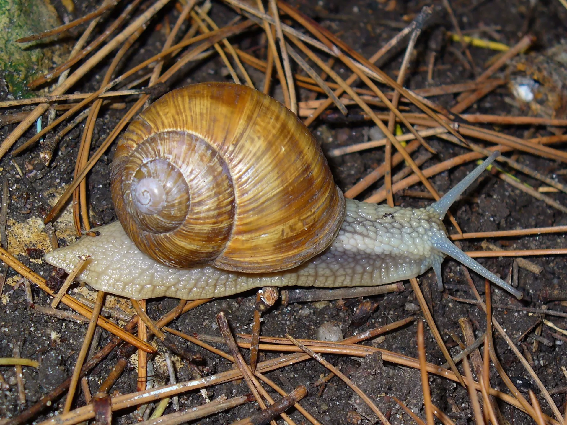 Weinbergschnecke