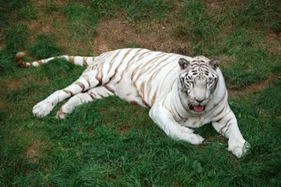 Weißer Tiger