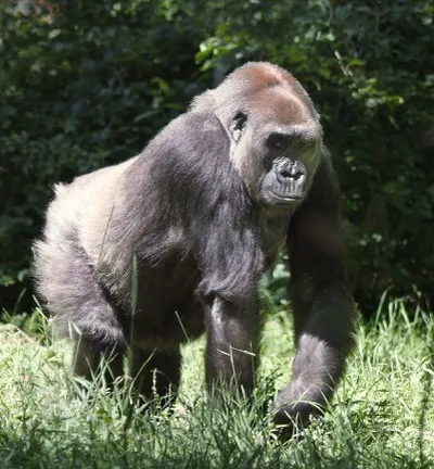 Westlicher Gorilla