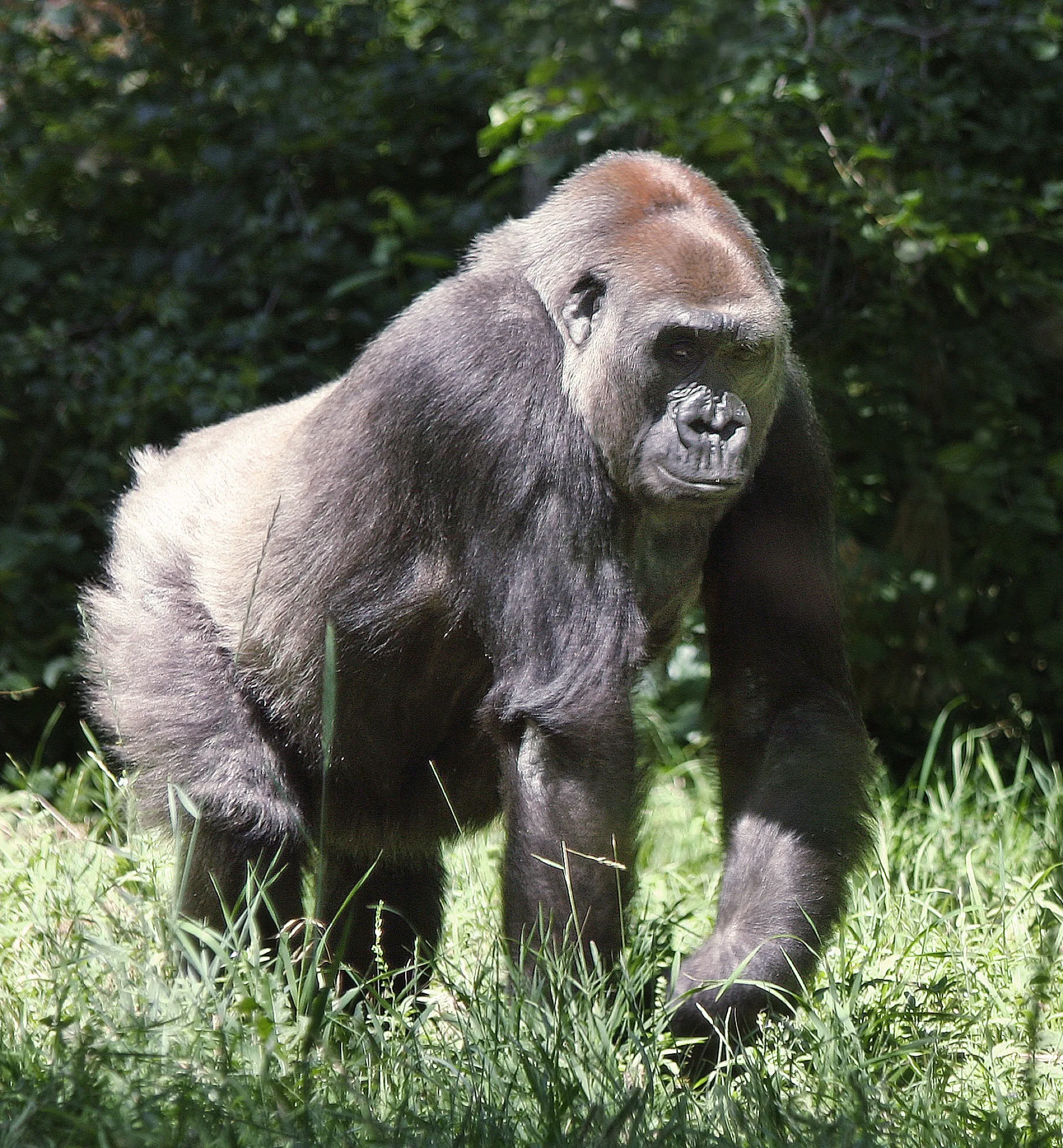 Westlicher Gorilla