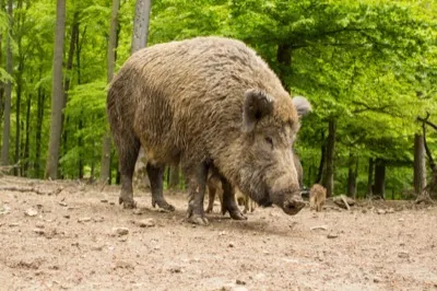 Wildschwein
