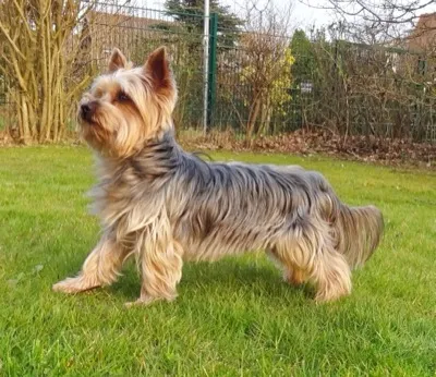 Yorkshire Terrier
