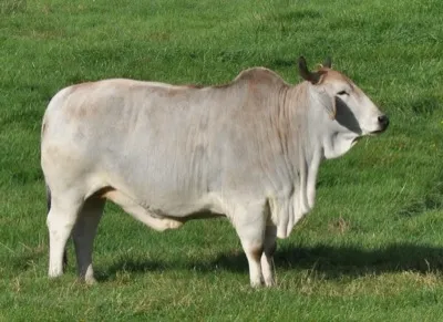 Zebu