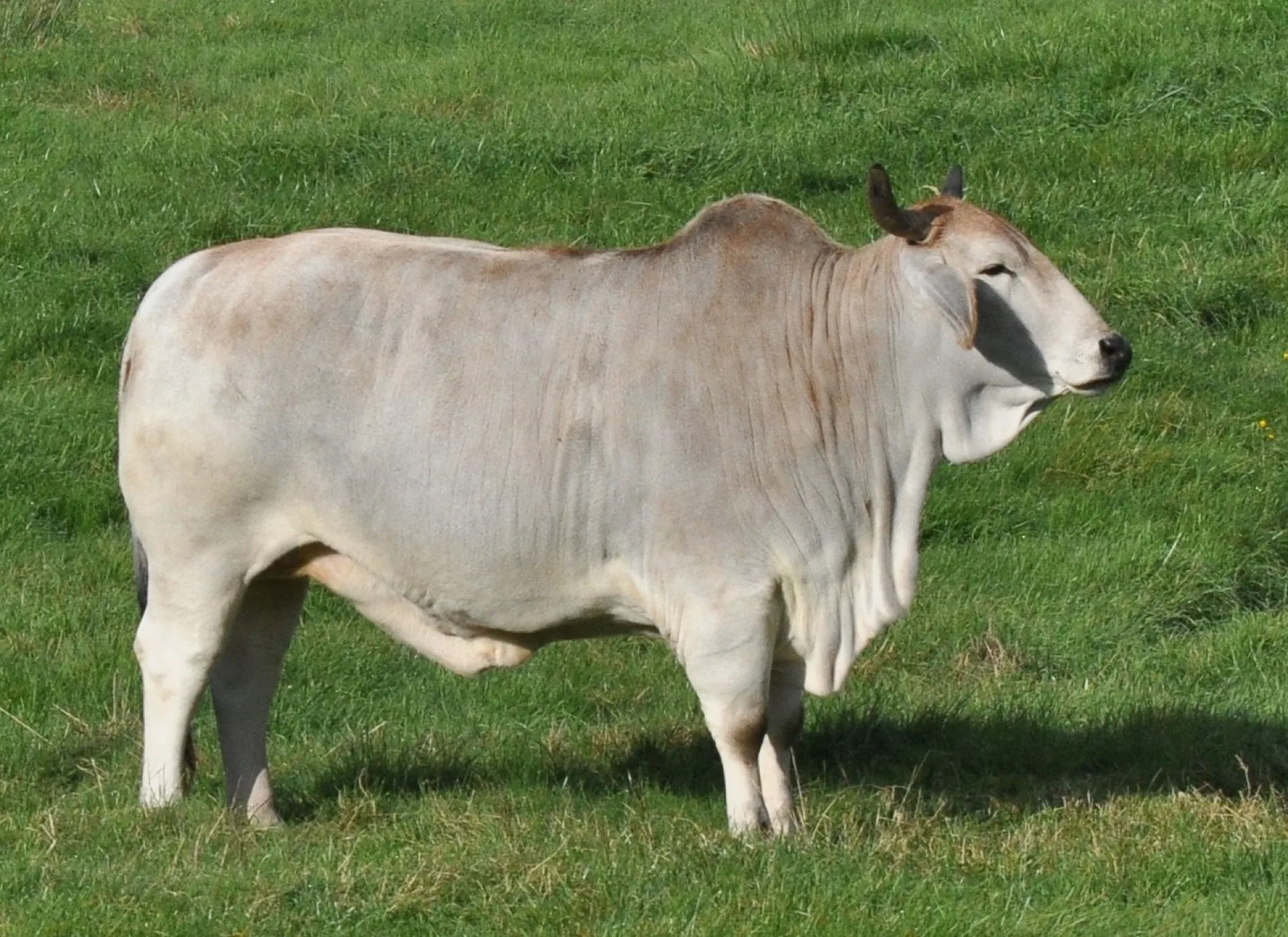 Zebu