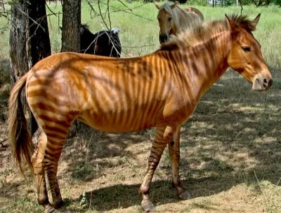 Zorse